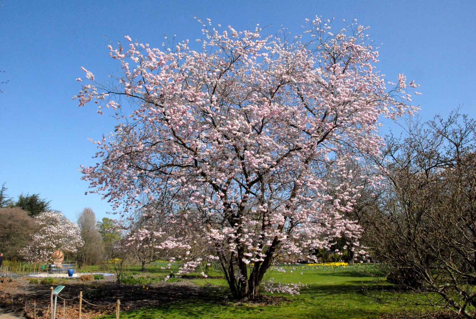 Prunus 'Accolade' afbeelding